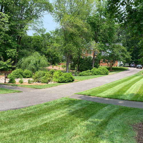 Neatly manicured suburban lawn with curved driveway and lush green trees